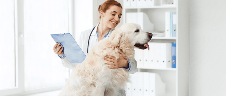Chien chez le vétérinaire
